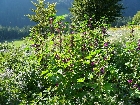 mostrare galleria Wanderung-2013-003.jpg.