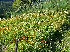 mostrare galleria Wanderung-2013-004.jpg.