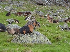mostrare galleria Wanderung-Schnalstal-Mai-2013-046.jpg.