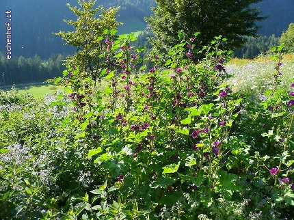 http://www.eichenhof.it/bildergalerie/cache/vs_Wanderungen%202013%20escursioni_Wanderung-2013-003.jpg