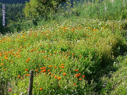 http://www.eichenhof.it/bildergalerie/cache/vs_Wanderungen%202013%20escursioni_Wanderung-2013-004.jpg