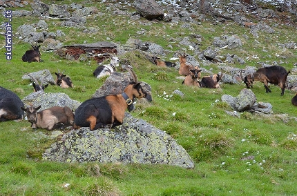 http://www.eichenhof.it/bildergalerie/cache/vs_Wanderungen%202013%20escursioni_Wanderung-Schnalstal-Mai-2013-046.jpg