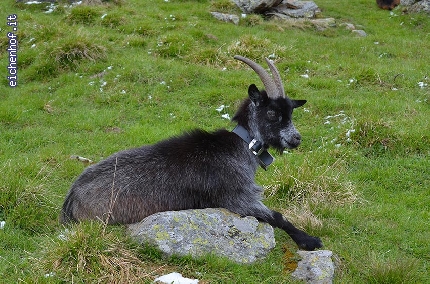 http://www.eichenhof.it/bildergalerie/cache/vs_Wanderungen%202013%20escursioni_Wanderung-Schnalstal-Mai-2013-048.jpg
