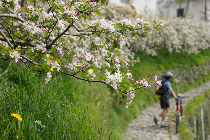 Genussradeln in Südtirol